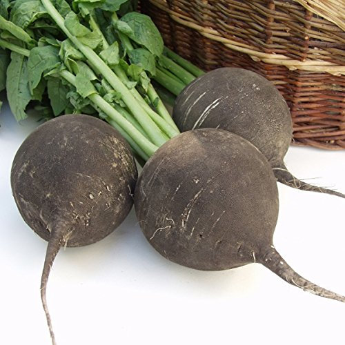 Black Spanish Radish Seeds – 500 Fresh Black Radish Seeds – Suitable for Indoor & Outdoor Planting in Pots or Soil in The Yard, Balcony or Garden – Packed in The UK by Meldon Seeds