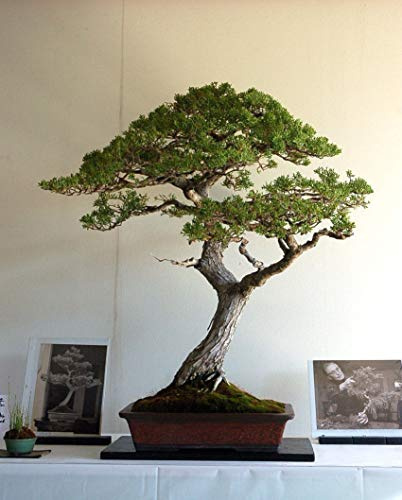 Monterey Pine Alberello Starter Bonsai