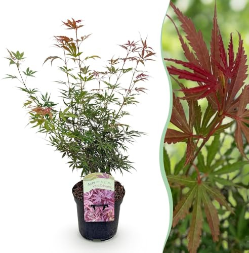 GreenboutiQ - Plante de terrasse - Érable du Japon - Acer palmatum Jerre Swarts - Rouge Foncé - 1 Plante - Caduque - Pot 19cm Hauteur 70cm
