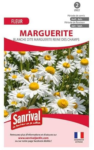 Graines de reine-marguerite blanche