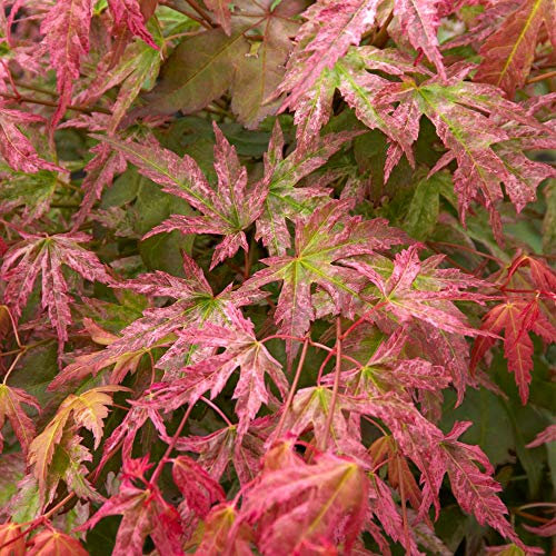 Acer palmatum 'Phoenix' |Japanischer Ahorn-Laubbaum-Gartenpflanzenbaum im Topf