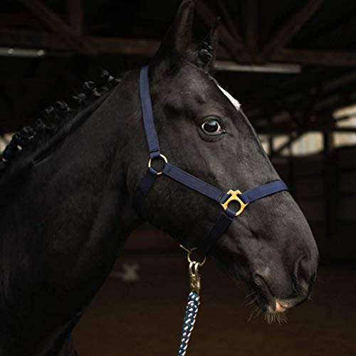 Mini Shetty Halfter, Halfter für Holzpferd, 2-Fach verstellbares Halfter für Pferde an Kinn- & Genickstück (Dunkelblau, Mini Shetty)