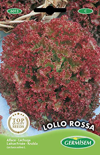 Germisem Lollo Rossa Semillas de Ensalada de Jardín 3 g