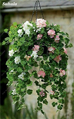 Graines de géranium Agramsers Graines de géranium Fleur vivace Pelargonium Peltatum En Vase Fleurs Grimpantes Graines de Bonsaï
