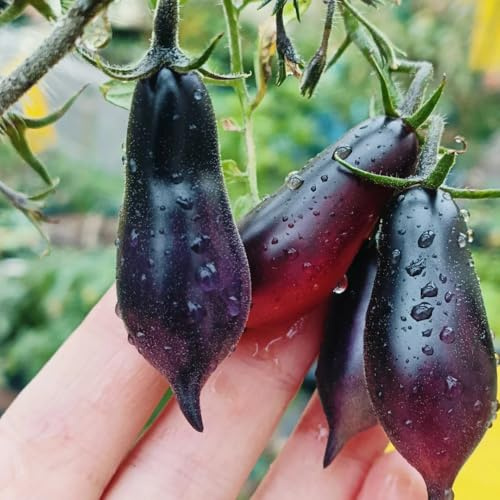 tomatensamen alte sorten - indoor garten winterhart mehrjährig deko 50pcs