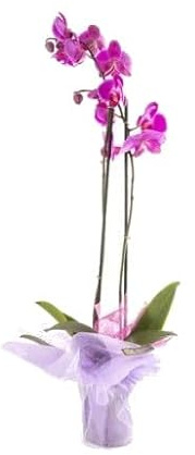 Orquídea Alevilla con Flores Púrpura Planta Natural para Casa y Oficina