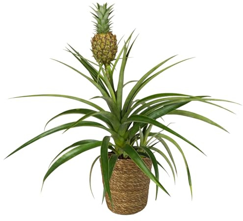 Zierananas 'Amigo', Topf-Ø 12cm, mit Korb Maki, Höhe ca. 45 cm