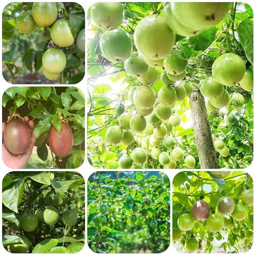 planta de maracuyá - semillas semillas de plantas plantas trepadoras resistentes plantas frutales en maceta de bonsái semillas de frutas orgánicas macetas semillas de plantas fruta 160pcs