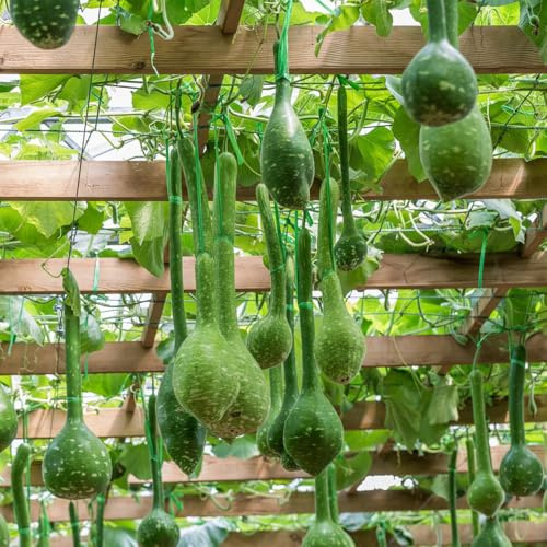 semillas de Lagenaria siceraria - Calabaza de botella invierno jardín silvestres semillas cama elevada jardín perennes 25pcs