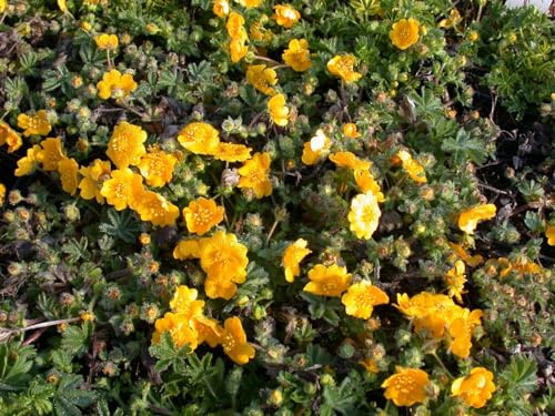 Potentilla neumanniana 9x9 cm Topf – Winterhart, Mehrjährig, Pflegeleicht – Fingerkraut – Bodendecker für Steingarten & Beet