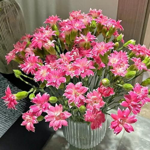 Acquista semi di chiodi di garofano, decorazione da giardino per esterni Semi di garofano dolce, perenni resistenti perenni decorazione soggiorno regali per gli amanti del giardino 600pcs