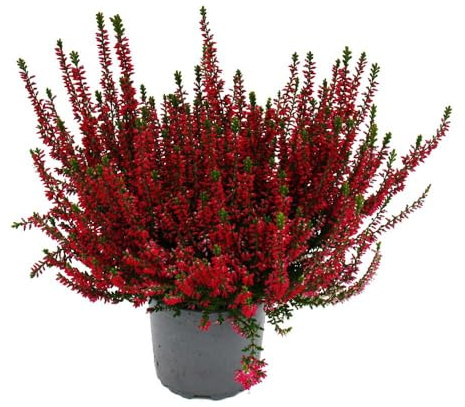 Calluna vulgaris - Set mit 6 Pflanzen - Besenheide - Heidepflanze - winterhart - 11cm Topf - rot