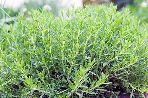 Fresh New 40pcs Tarragon Plant Seeds