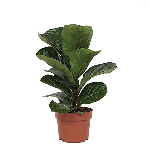 FICUS LYRATA | PLANTA NATURAL | MACETA 12CM | ALTURA 30CM | INTERIOR DEL HOGAR | BAMBINO