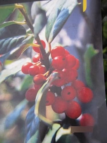 Ilex meserveae Nellie R. Stevens - Stechpalme Nellie R. Stevens