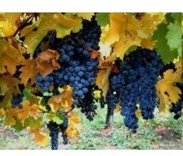 5 Semi di uve da vino RHM990 comune (Vitis vinifera):Seeds