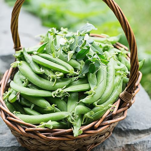 Semillas de guisantes de invierno orgánicas, variedades antiguas 300pcs