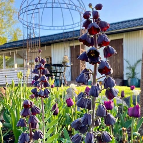 bulbi corona imperiale - perenni resistenti primaverile giardino roccioso 6pcs