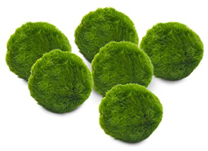 Marimo Set sfuso diametro 2-3 cm - Originale e Certificato - Solo Marimo (6)