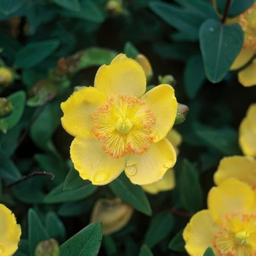 Großkelchiges Johanniskraut Hypericum calycinum – Bodendecker – Ø9cm – 10-25cm – 60 Pflanzen – gelbe Blüten – pflegeleicht & sonnig