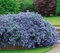 Mask & Co Ceanothus Thyrsiflorus Repens Arbuste de Californie Lilas de Californie Environ 15-20 cm de haut 2 l