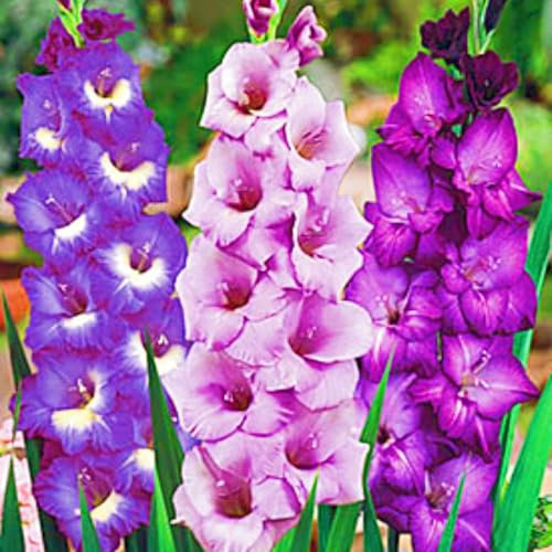 Gladiolus Bulbs Rare Gladiolus Best Decoration Wedding Flowers/Cut Flowers/Plant Bulbs-5bulbs-e