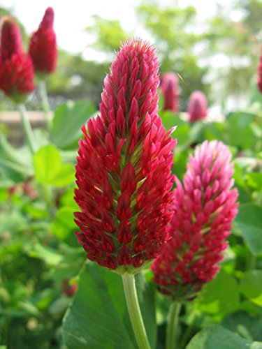 Crimson red Clover an Annual Legume and True Clover Variety Seeds (500g)