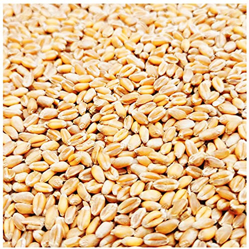 Weizen Futter 5-30 Kg Huehner Vogelfutter Getreide Fuer Hühner Sack Weizenkoerner Hühnerfutter Korn Essen Koerner Wildvögel Kaninchenfutter Ernte 2023 Petigi, Gewicht:30 kg