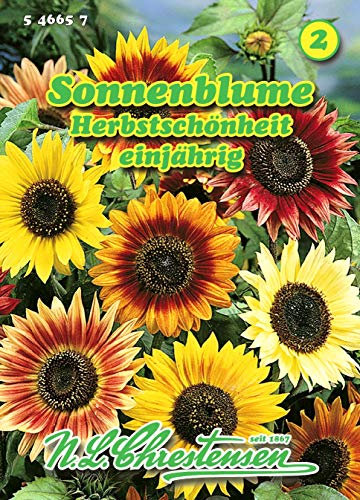 Helianthus, Sonnenblume, Herbstschönheit goldgelb bis bronzefarben N.L.