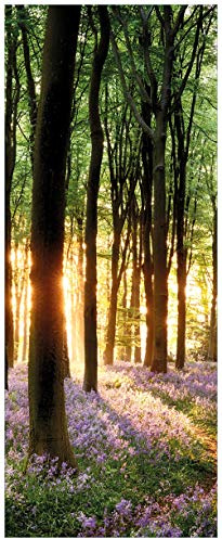 Wallario Wandbild aus Acryl, 50 x 125 cm, freischwebende Optik - Blaue Hasenglöckchen im Wald mit Sonnenstrahlen