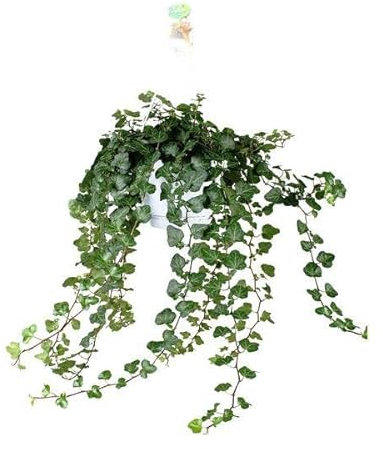 Efeu – Hedera Helix Wonder Green – Zimmerpflanze – Ø24 cm – 70 cm Höhe – Luftreinigend & Pflegeleicht – Kletterpflanze für Wohnräume