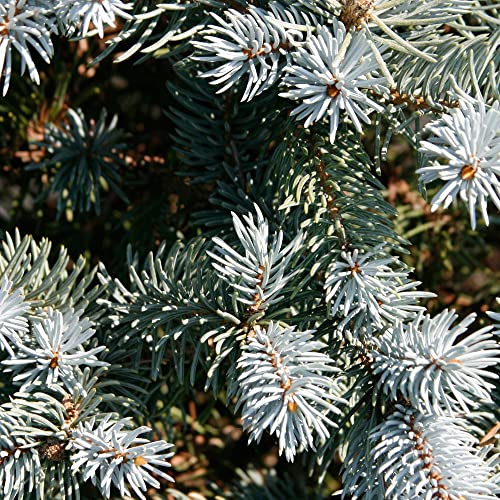 Abete blu pino argentato Picea pungens glauca globosa pianta in vaso ø24 cm FOTO REALI Vivaio di Castelletto