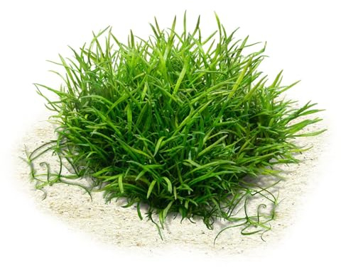 Aquasabi - Lilaeopsis brasiliensis - Brasilianische Graspflanze- Topf - 5 cm - Bodendecker Wasserpflanze für Aquarium - Topf Aquarienpflanze - Aquascaping