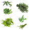 semillas de estragón perennes resistentes plantas vegetales, hierbas medicinales Semillas para camas elevadas, jardín 130pcs
