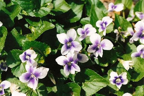 Artikel verkauft - Pfingst-Veilchen - Viola sororia - 10+ Samen Essbare Ed 024