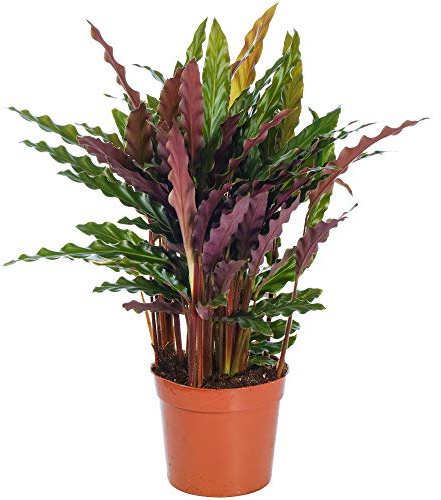 Calathea Korbmarante Elger Grass Fantastische Zimmerpflanze fürs Zuhause und Büro