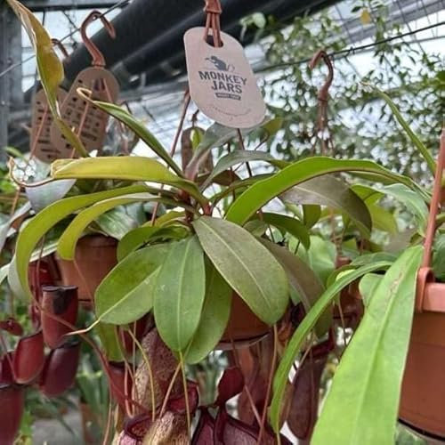 Nepenthes Alata. Garden Talamonti.