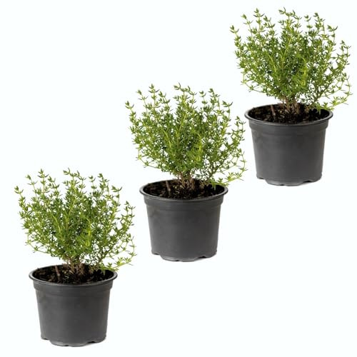 Tomillo Aromático |Pack 3 Plantas | DECOALIVE Ideal para Cocinar Gran Aroma