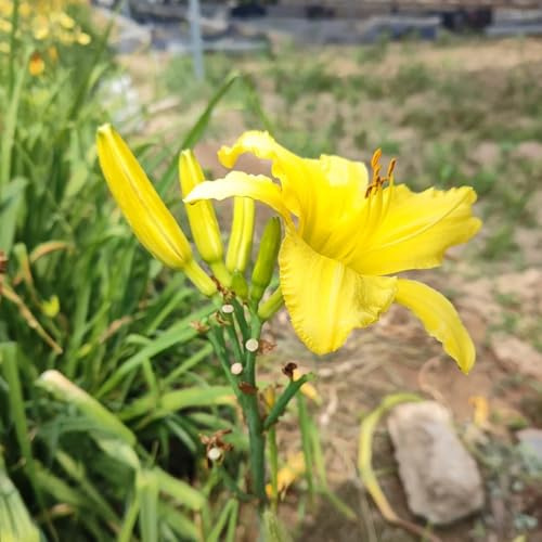 Taglilien, Hemerocallis fulva bio balkon blumendeko bonsai balkon blumensamen kletterpflanzen steingartenpflanzen hochbeet wohnzimmer deko balkon blumenwiese zierblumen für sonnige 300samen