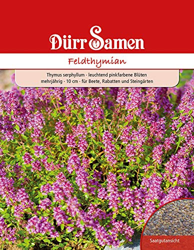 Feldthymian Samen Feldthymiansamen Thymian Pinkfarbende Blätter Steingarten Rabatten ca 200 Korn Saatgut Kräuter Garten Hochbeet Kübel Dürr Samen