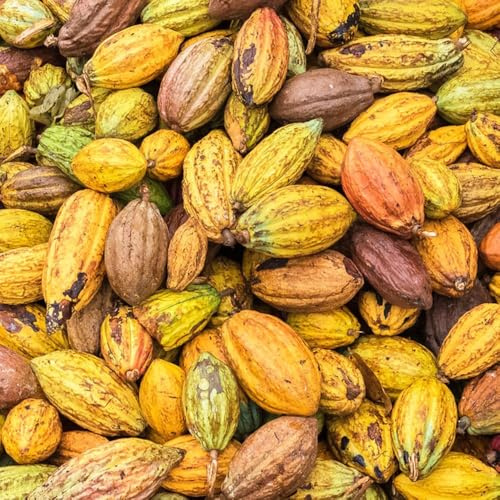 Semillas árbol de cacao 150pcs