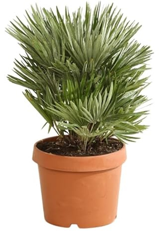 Palmier Nain Siciliana Chamaerops Humilis Siciliana 50/60 cm Pot 26cm - Plante En Pot - Floraison Mai à Juin Exposition - Hauteur 50/60 Cm - Exposition Soleil Sol