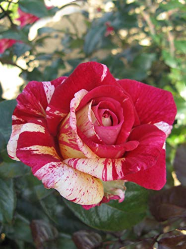 GARTEN SCHLÜTER® Duftende Malerrose Edelrose Broceliande in Pink &