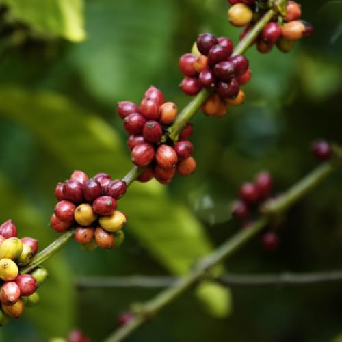 kaffeebohnen gartenkräuter baumsamen pflanzensamen balkonpflanzen winterhart exotische zimmerpflanzen kräutersamen pflanzendeko pflanzenkübel topfpflanzen Kaffeepflanze winterharte 100samen