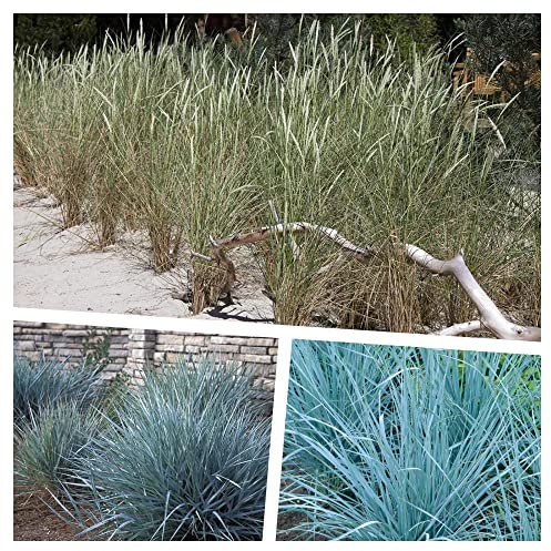 Stauden Gänge 3 x Sylter Strandziergras Kollektion im 1 Liter Topf (Ziergras/Gräser/Winterhart/Mehrjährig/Staude/Stauden) Drei Gräser, die den Wind der Küste bringen - Blickfang