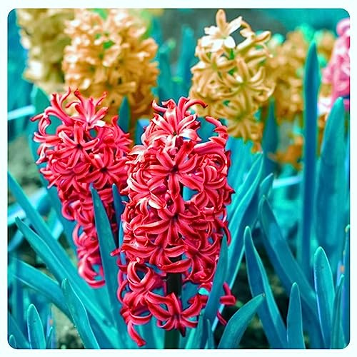 Hyacinth Bulbs Strong Plants That Grow Well Mix Golden Jade Carving Feels Perfect UK Now Simple Planting Perennial