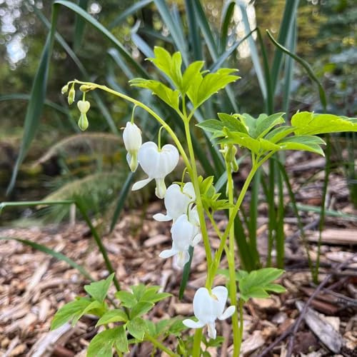 tränendes herz - Zierblumen wohnzimmer schnittblumen pflanzensamen stauden winterhart mehrjährig garden pflanzenkübel blumendeko exotische balkon 400samen