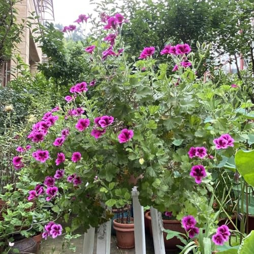 geranios invernaderos de balcón semillas de silvestres perennes resistentes cortadas interior exóticas bonsái interior jardín arbusto mariposas 80pcs