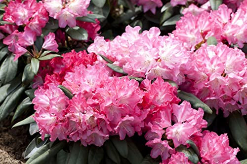 Rhododendron yak. 'Anuschka' 40-50 cm - Rhododendron, rosa Blüten, Blütezeit Mai-Juni, ideal für saure Böden, winterhart und pflegeleicht
