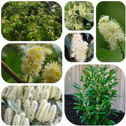 semi di alloro ciliegia, interno perenni resistenti Giardino esotiche balcone 120pcs